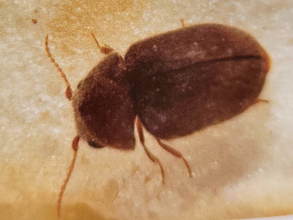 Tabakkäfer