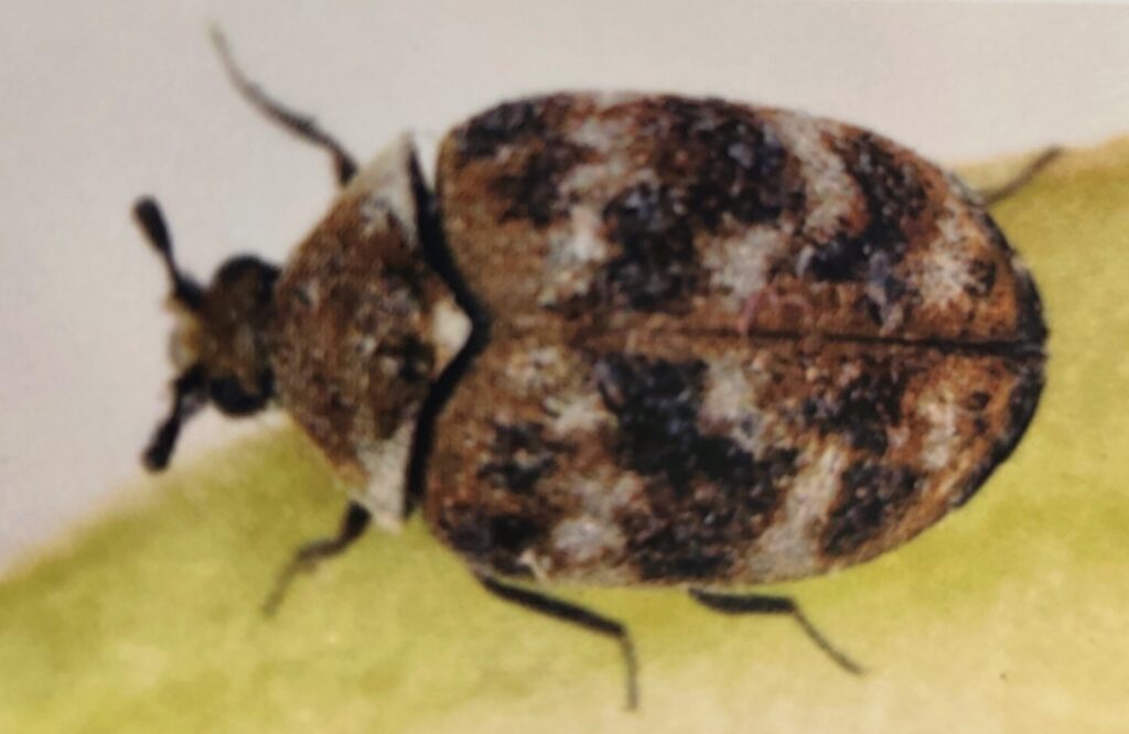 Teppichkäfer