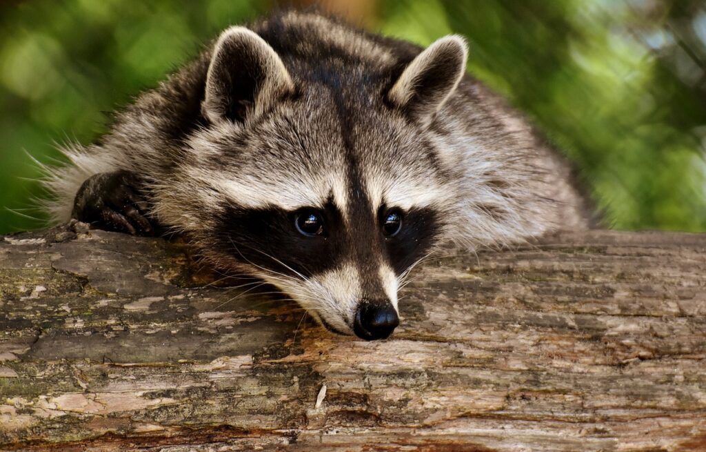 Der Waschbär