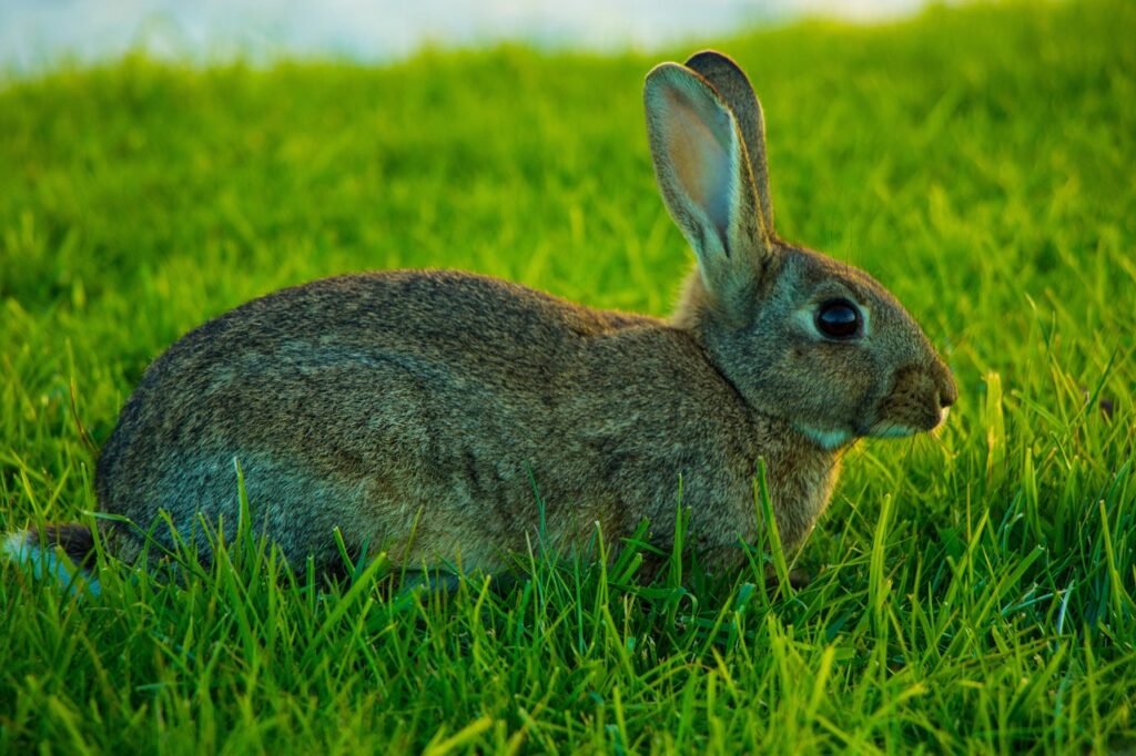 Wildkaninchen