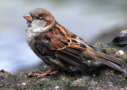spatz