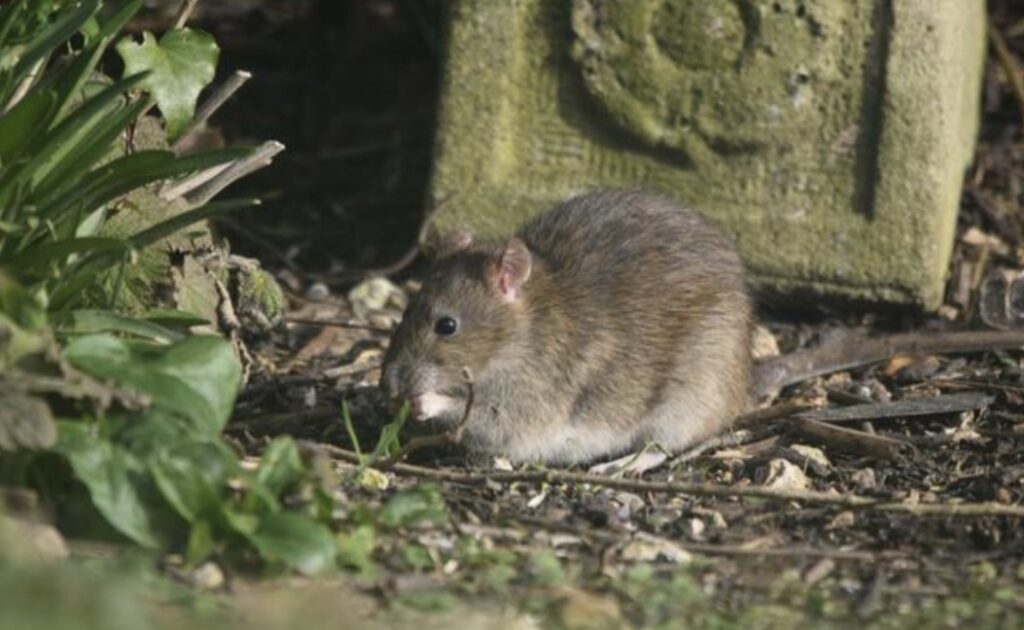 ratten